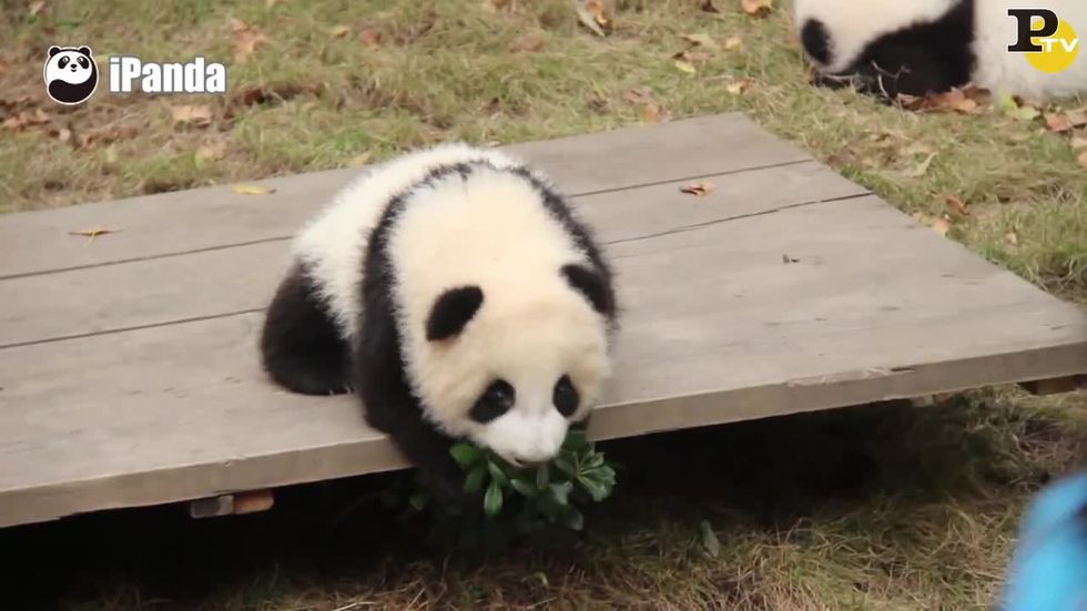 I Cuccioli Di Panda Sono Davvero Irresistibili Panorama