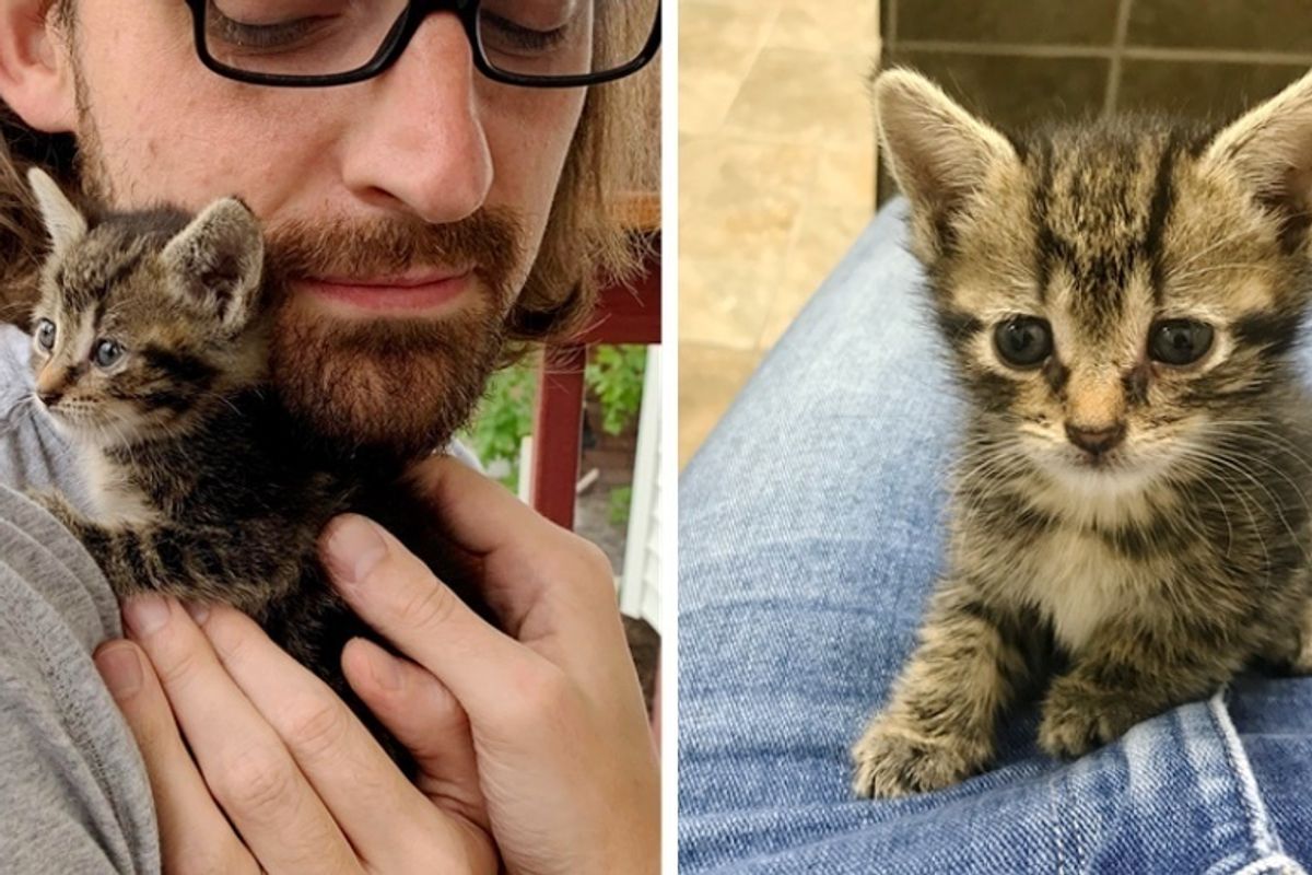 Man Moved into His New Home and Found It Came with a Stray Kitten