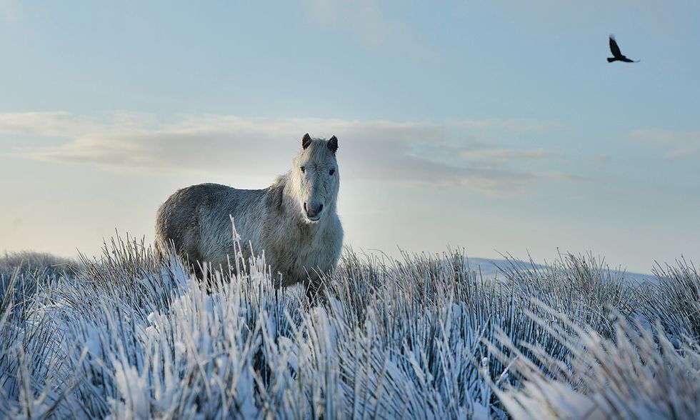 Animali Le Foto Piu Belle Del Mese Gennaio Panorama