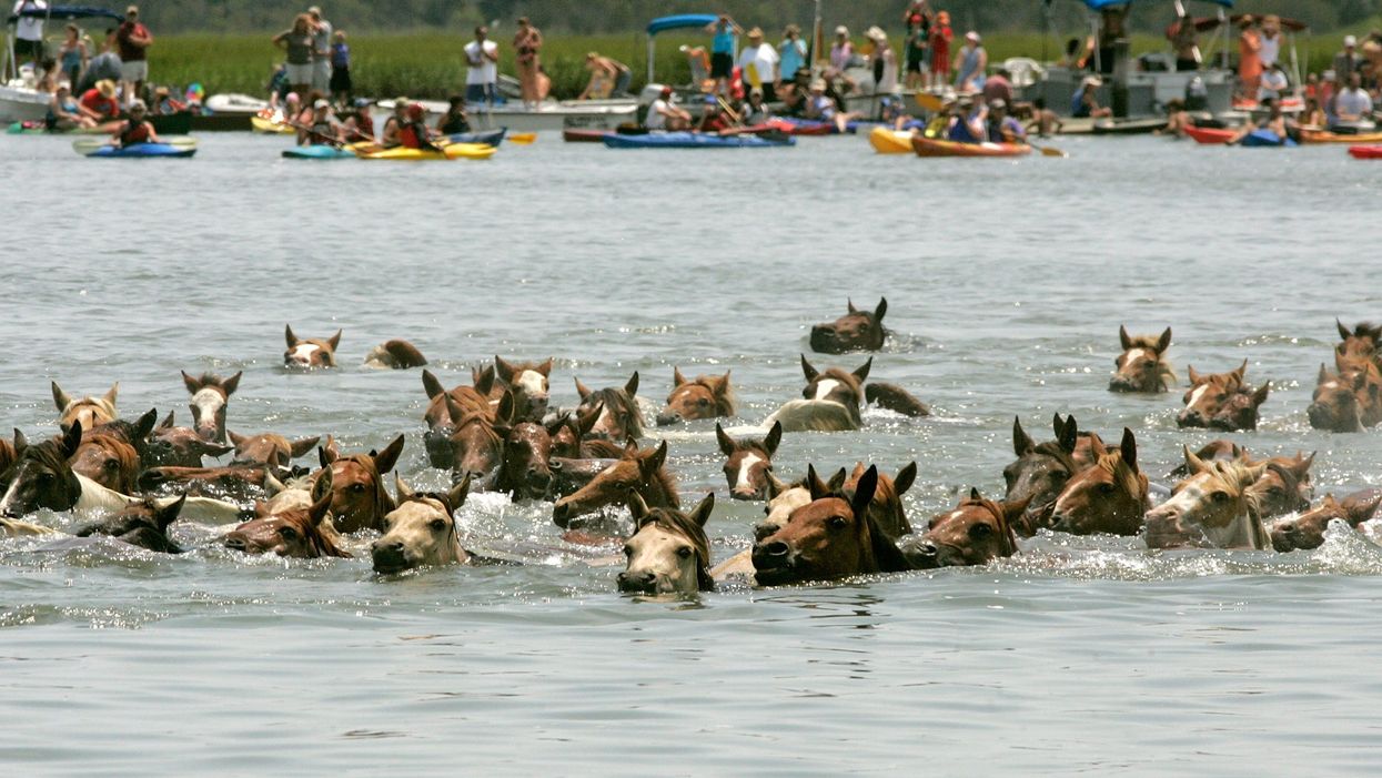 Watch dozens of wild ponies swim to Virginia as crowds cheer them on