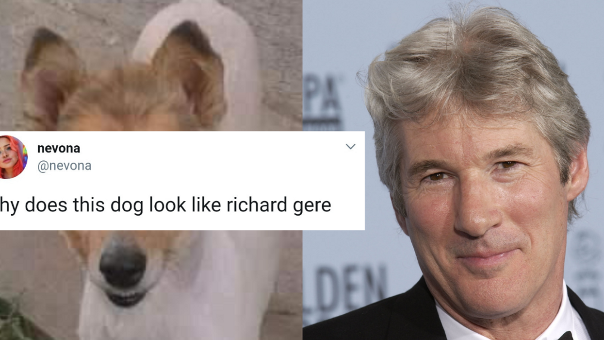 This Dog That Looks Exactly Like Richard Gere Is Our Newest Obsession