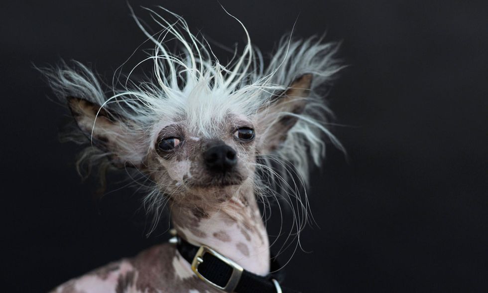 I 10 Animali Piu Brutti Al Mondo Youtube