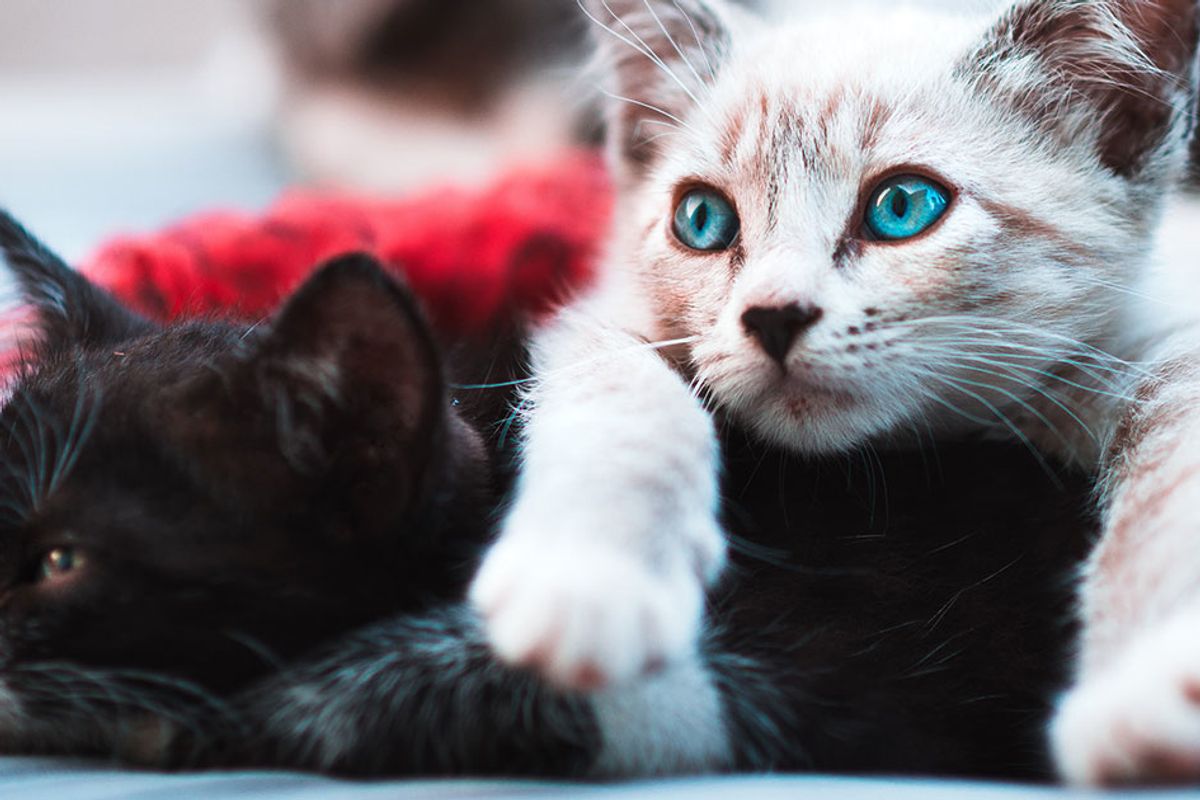 New York just became the first state to ban the ‘barbaric’ practice of cat declawing