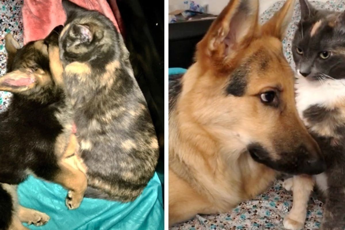 Couple Tries to Find Kitten a Home But Their Puppy Cuddles Her and Won't Let Go