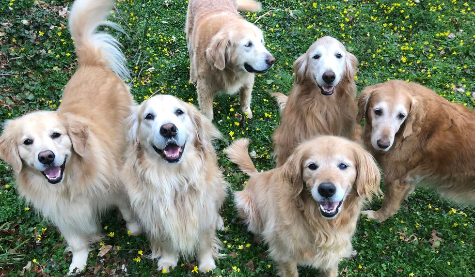 Meet The Dogs Of The Golden Ratio!