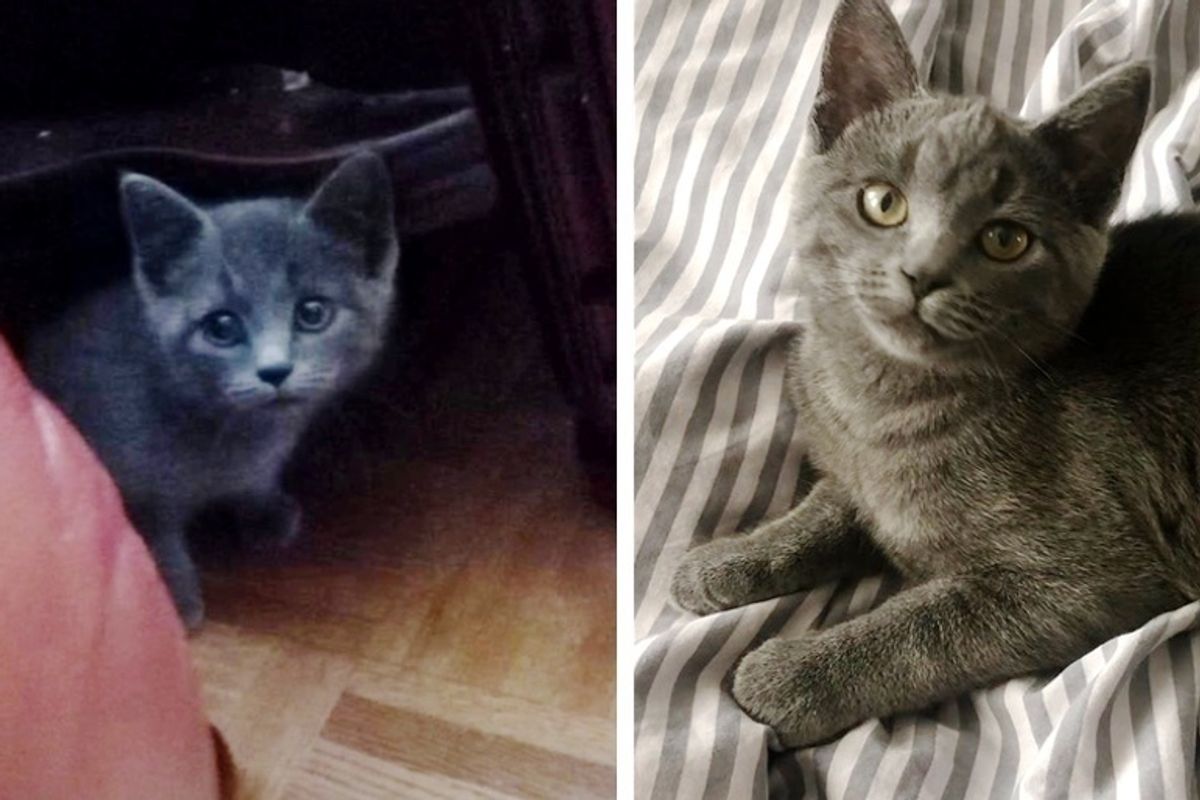 Stray Kitten Rejected by Other Cats Walks Up to Family's Home for Help