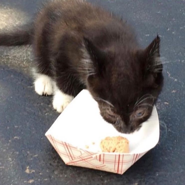 Connecticut kitten mystery solved, police say: Cat found in stolen, crashed  car belongs to a suspect – KLBK, KAMC