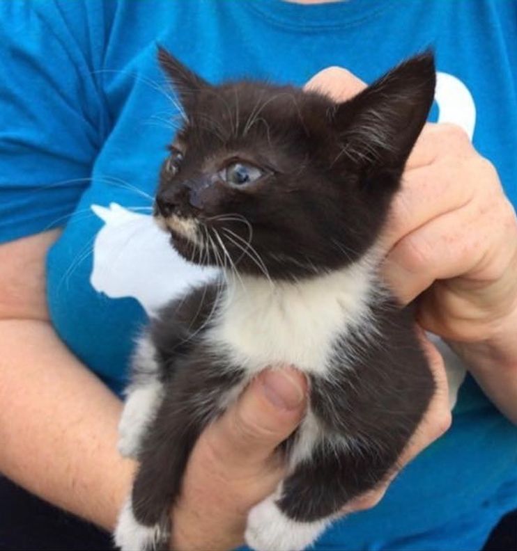 Connecticut kitten mystery solved, police say: Cat found in stolen, crashed  car belongs to a suspect – KLBK, KAMC