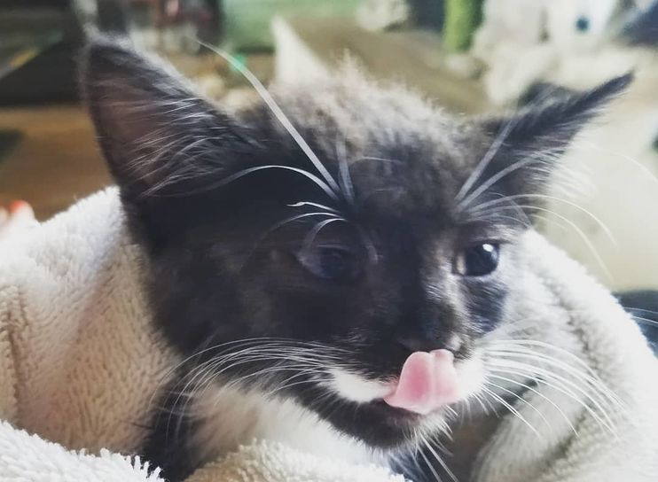 Connecticut kitten mystery solved, police say: Cat found in stolen, crashed  car belongs to a suspect – KLBK, KAMC