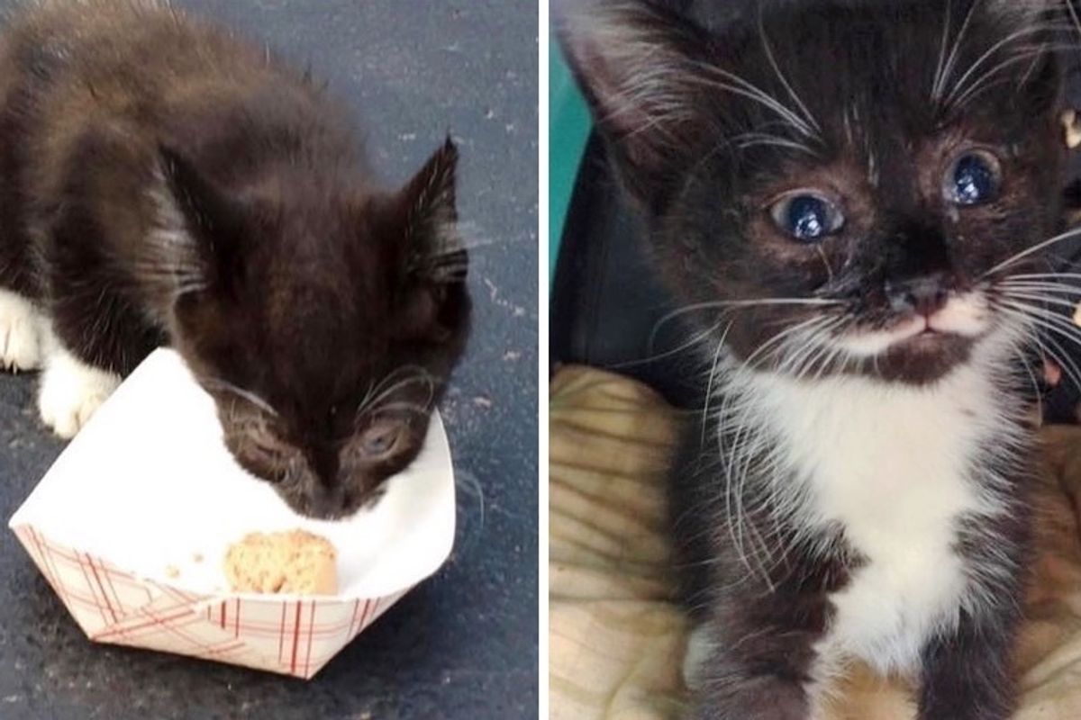 Kitten Found Hiding Under Car - Neighbor Sat With Her Until Help Arrived