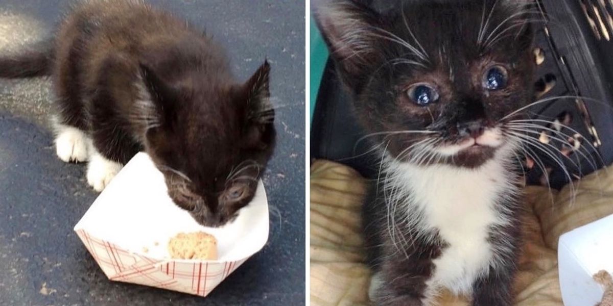 Connecticut kitten mystery solved, police say: Cat found in stolen, crashed  car belongs to a suspect – KLBK, KAMC