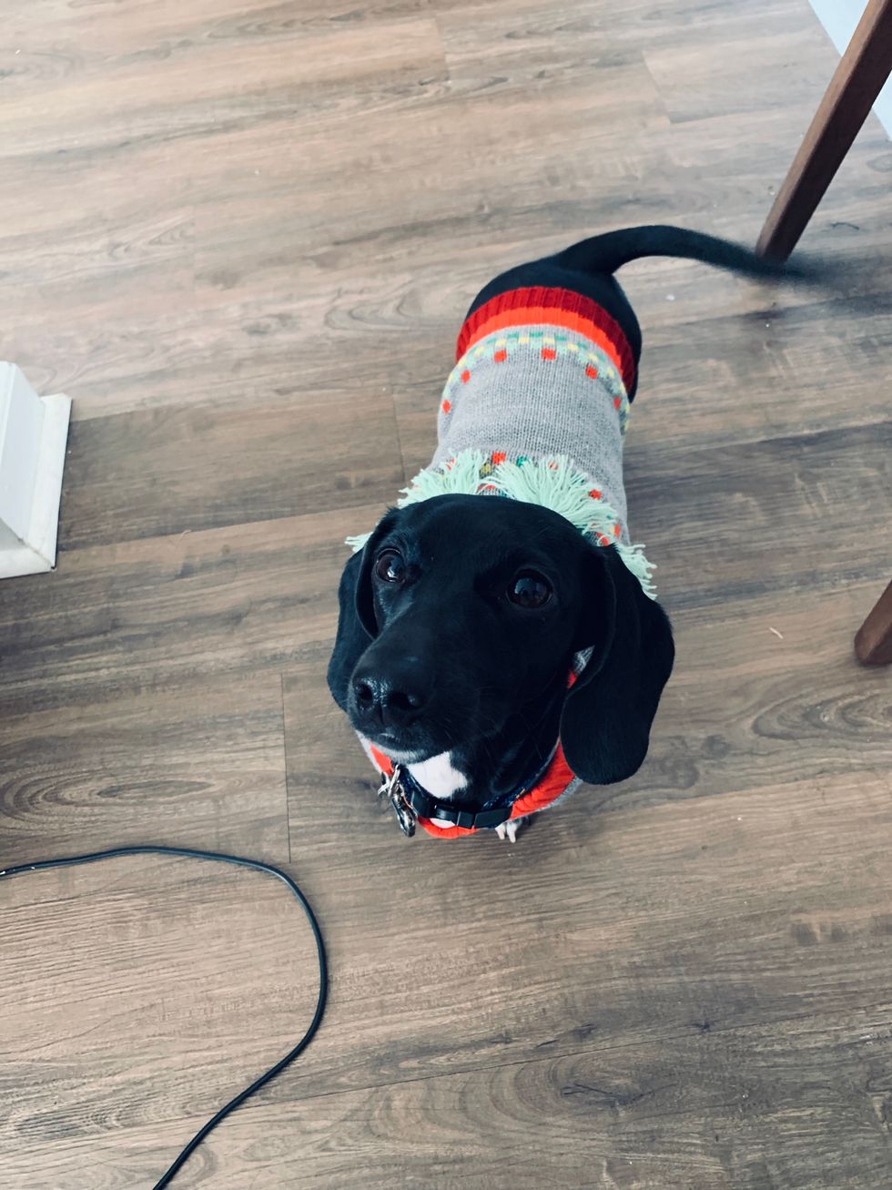 10 Reasons It Is Scientifically Proven That Dachshunds Are The Best