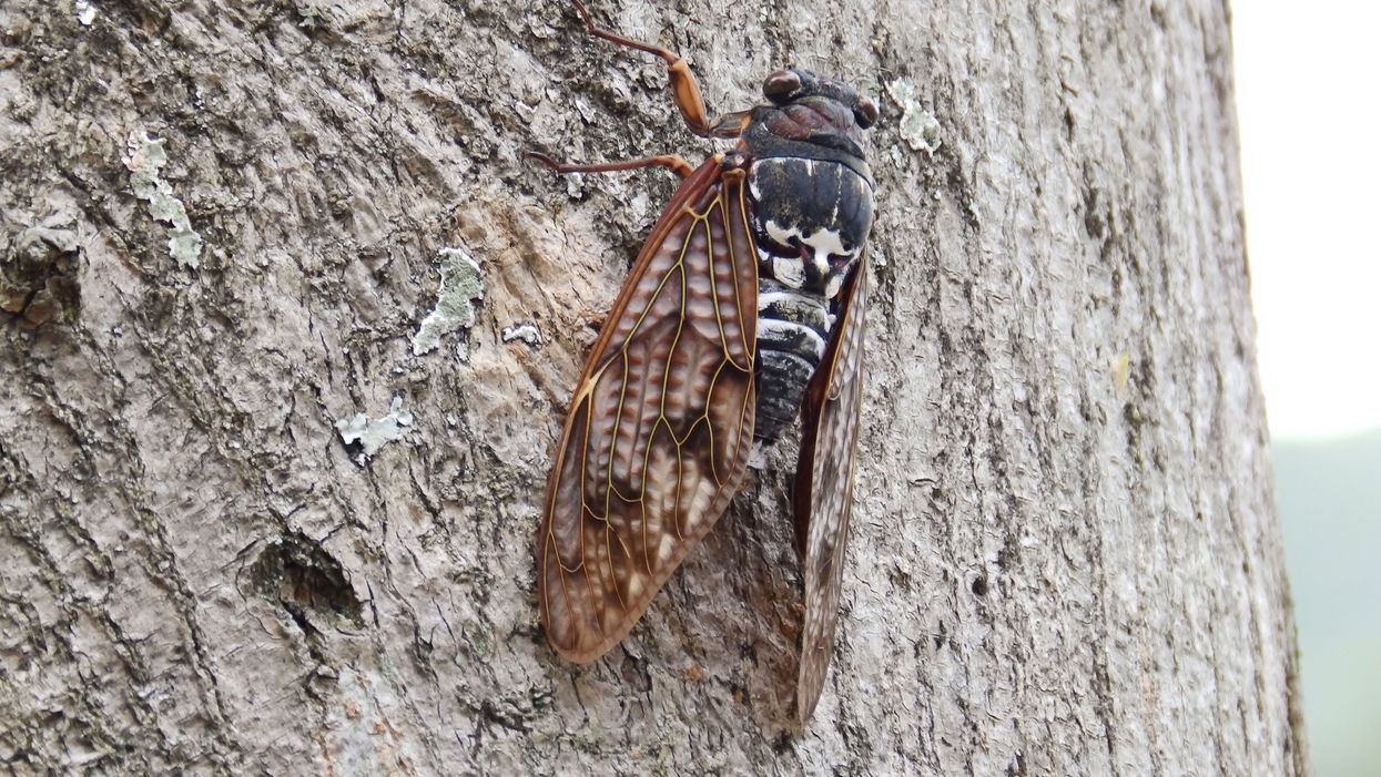 This time-lapse video of a cicada's metamorphosis is equal parts creepy and mesmerizing