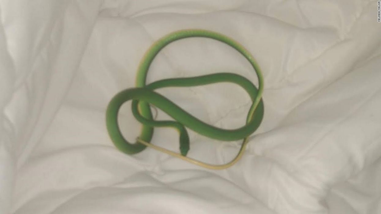 Woman wakes up in Memphis hotel room to find a snake snuggling up to her