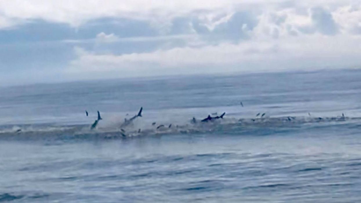 Sharks spotted jumping out of water during feeding frenzy along Myrtle Beach shoreline