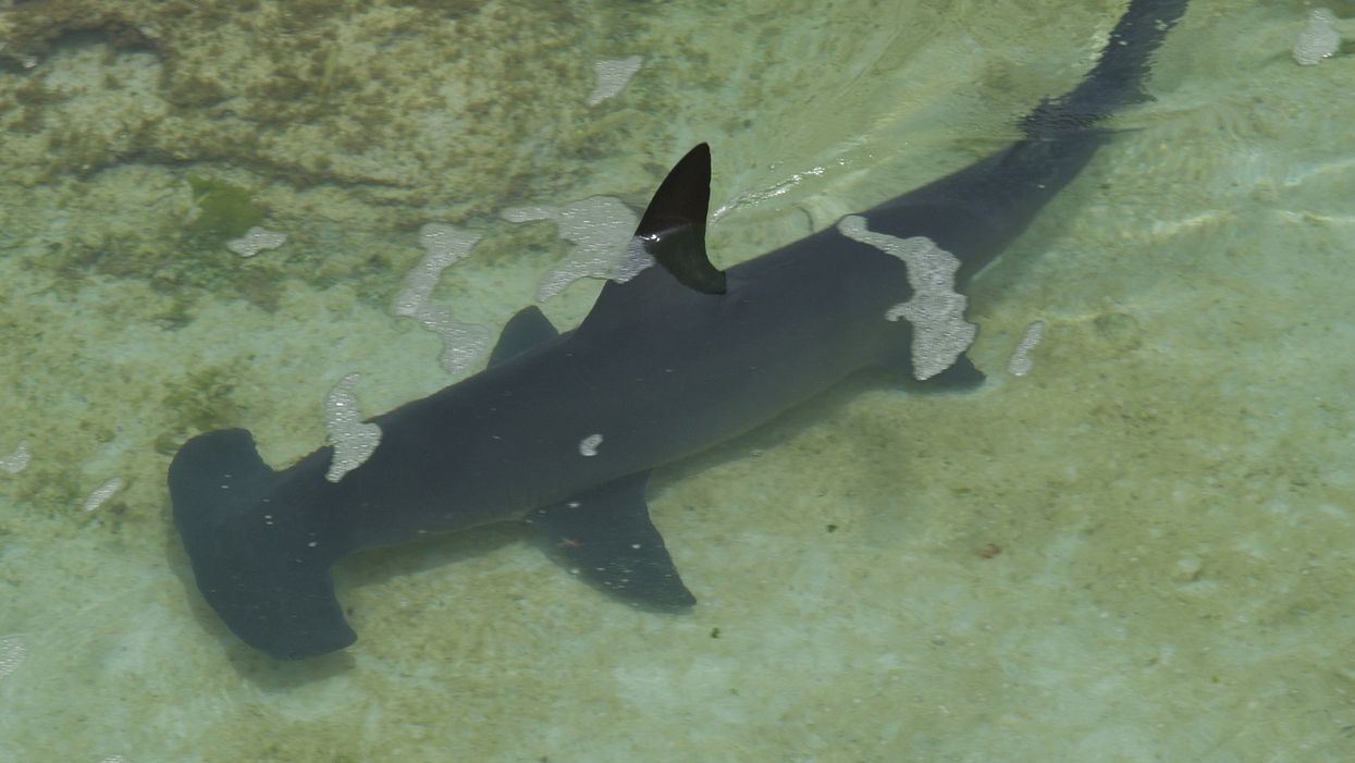 Hammerhead shark spotted along Destin shoreline as swimmers go unaware