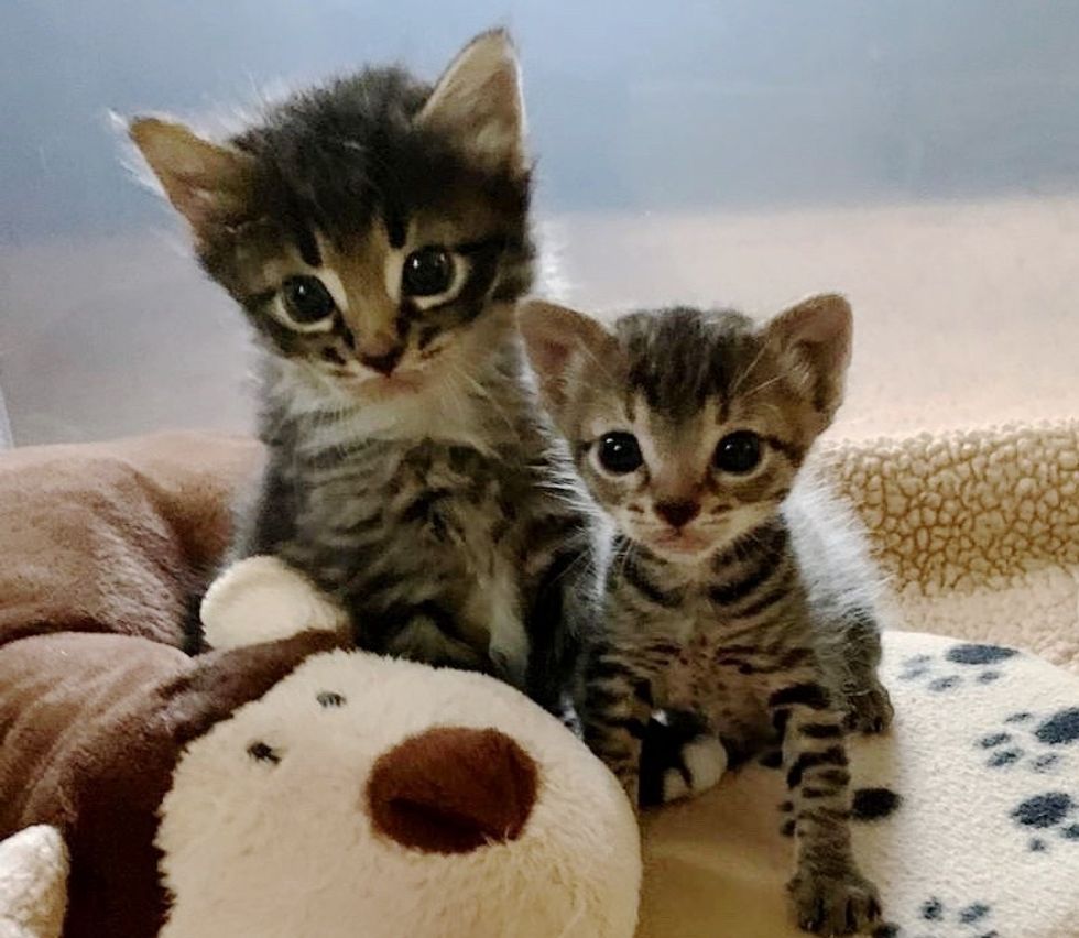 Kitten Was Dropped Off at Shelter in a Carrier — They Found Another ...