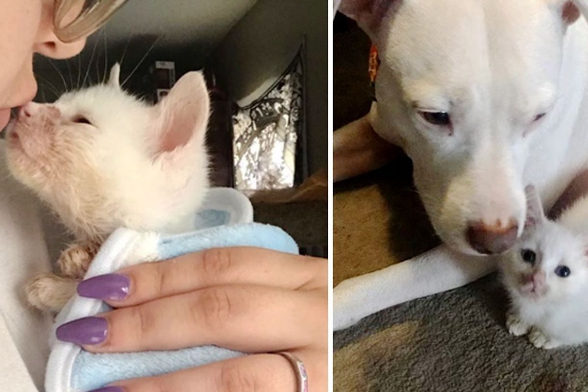 Rescued Kitten Needs a Friend to Cuddle — Dog Takes to Him and Helps Him Get Better
