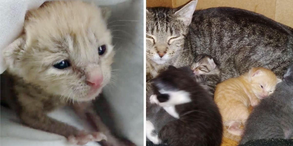 Kitten Rescued Alone on Rainy Day, Can't Stop Purring When He Finds a ...