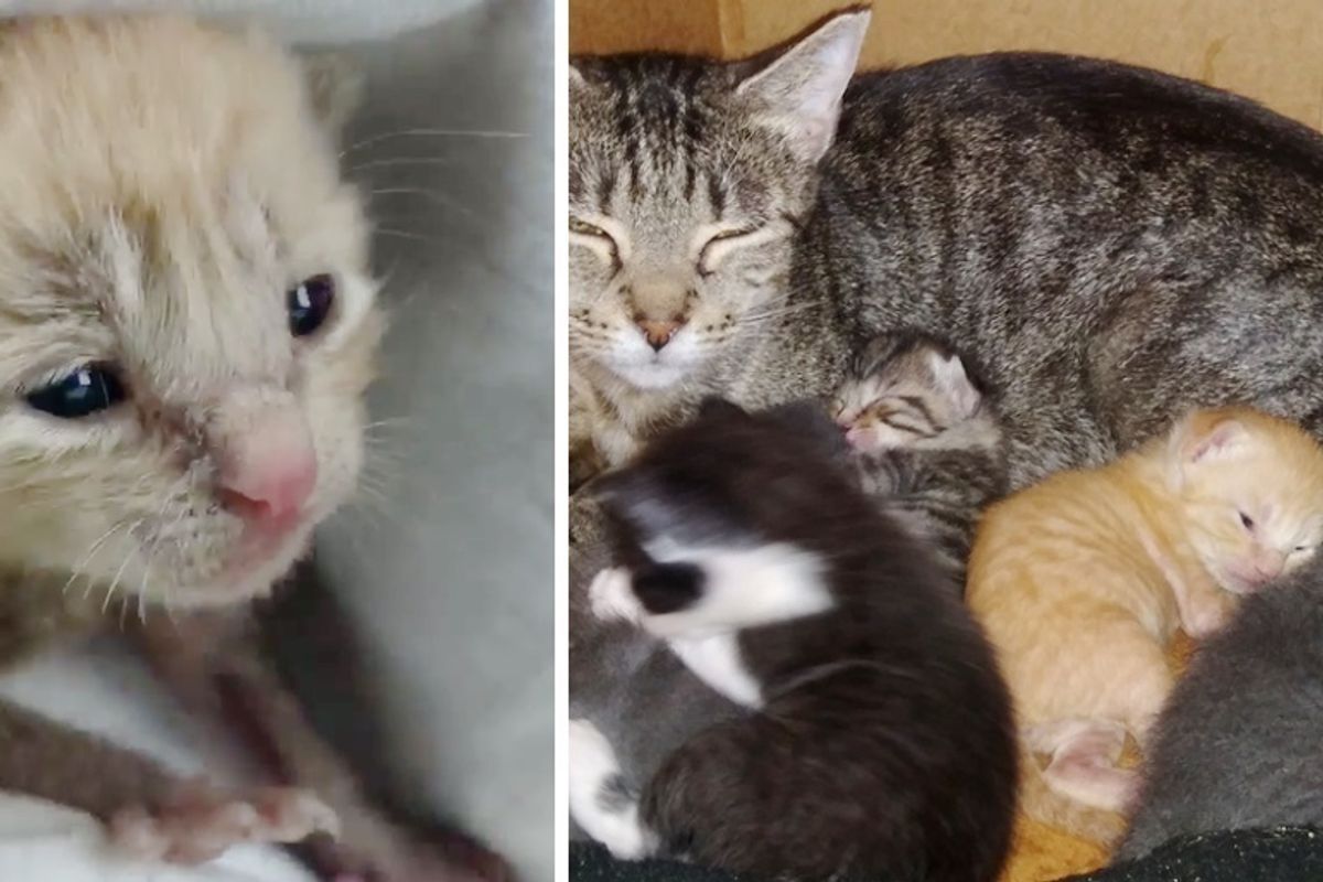 Kitten Rescued Alone on Rainy Day, Can't Stop Purring When He Finds a Family He Needed
