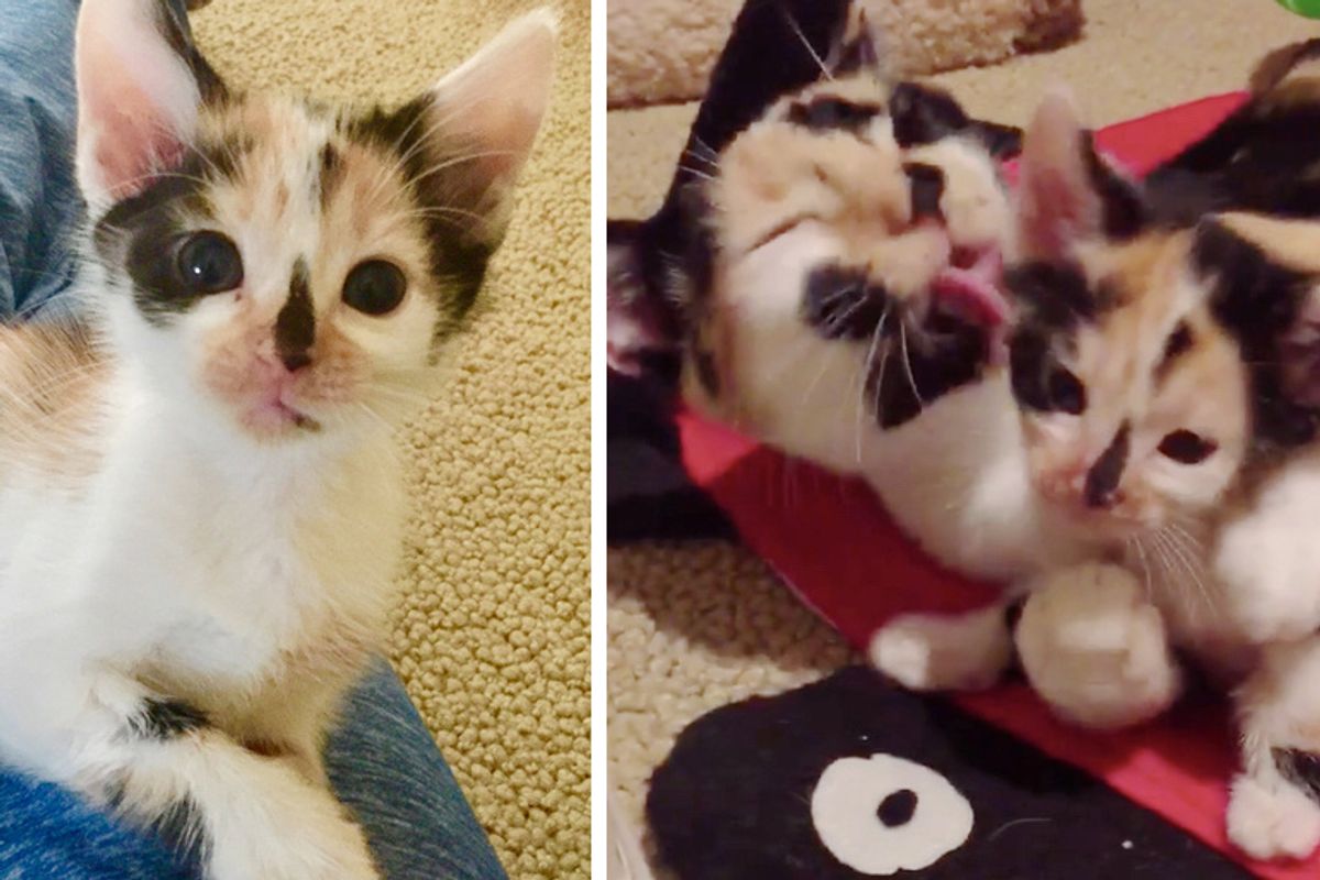 Cat Rescued from the Streets, Won't Leave Her Kitten Who Looks Just Like Her