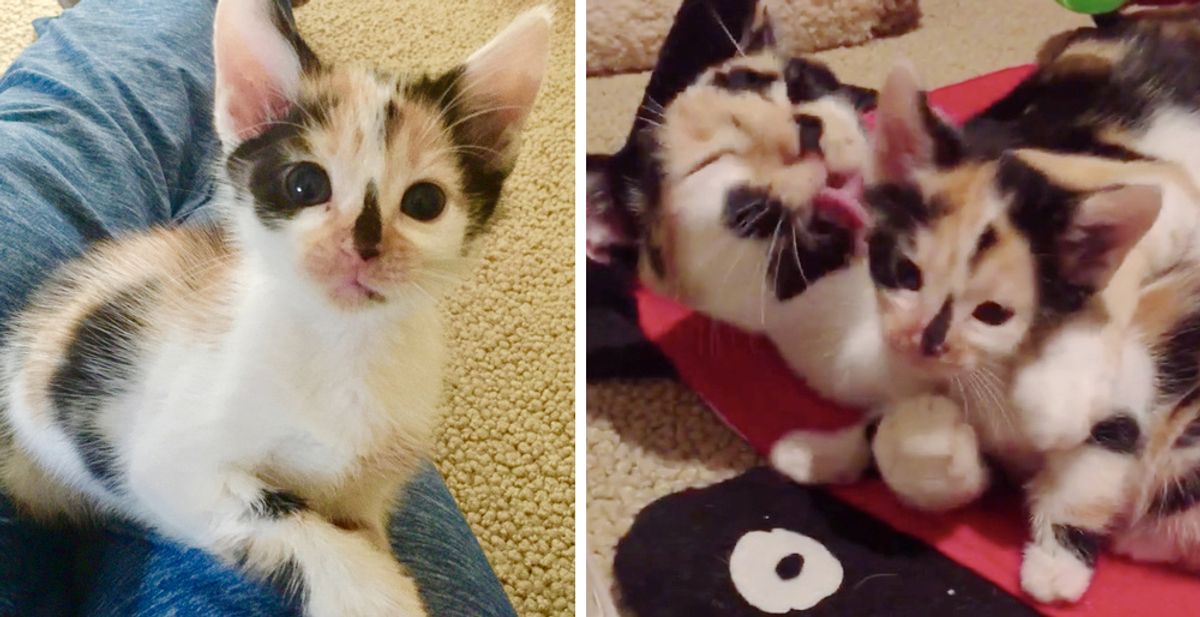 Cat Rescued from the Streets, Won't Leave Her Kitten Who Looks Just Like Her