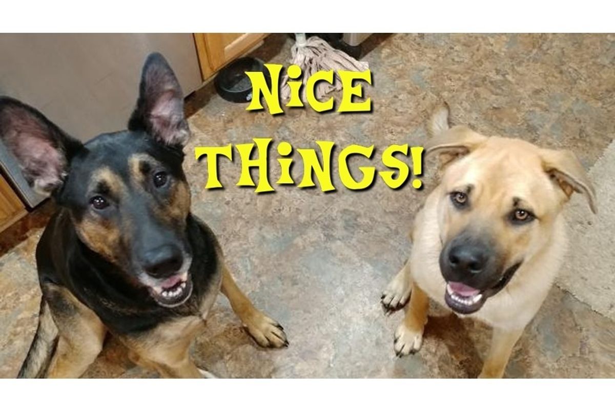 All Days Are Dog Days. Arf!