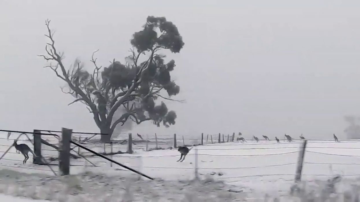 While we all melt from the heat, let's watch Australian kangaroos hop around in the snow