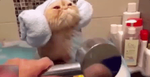 Danni, malattie e infortuni: 1,7 milioni di italiani assicurano l'animale domestico