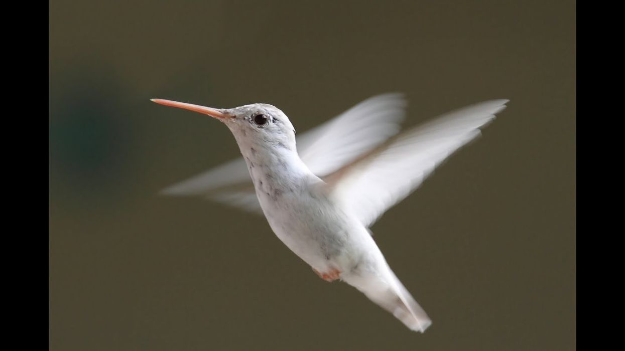 See video of rare, albino hummingbird spotted in Alabama