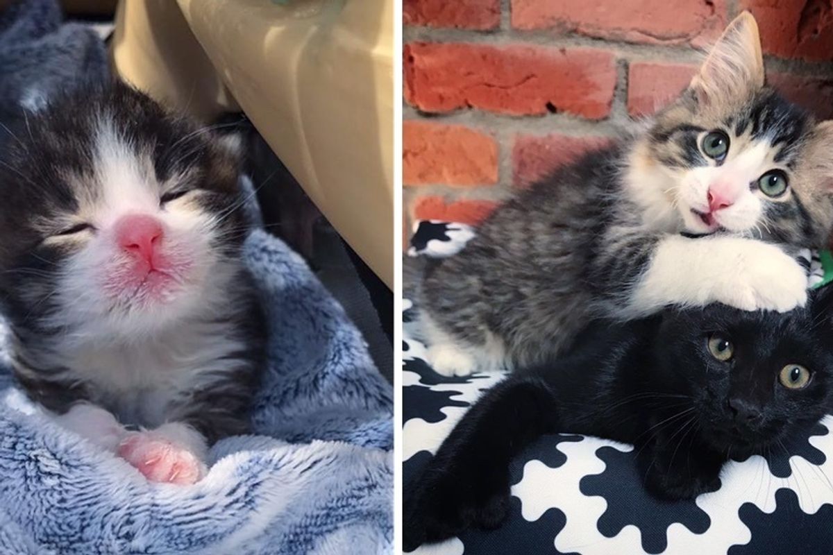 2 Kittens Rescued from the Same Fate, are So Happy When They Find Each Other