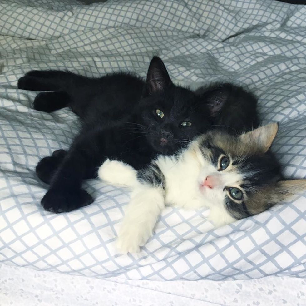 2 Kittens Rescued from the Same Fate, are So Happy When They Find Each ...