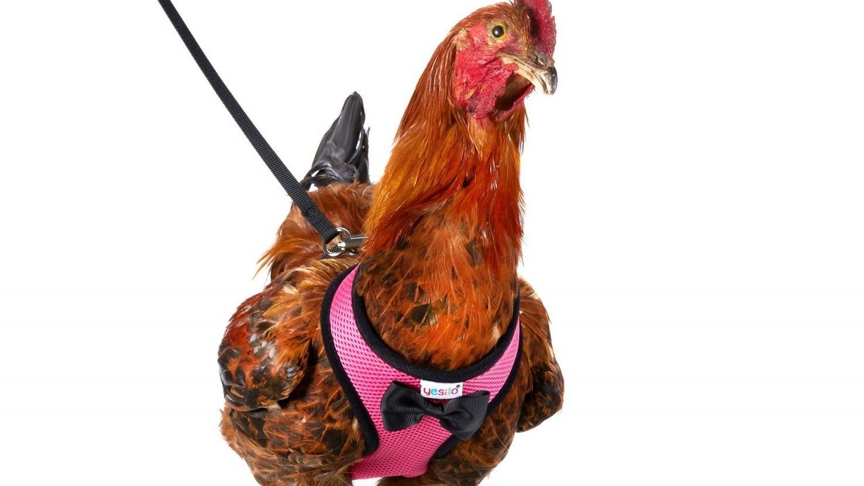 You can take your chicken on a walk with this chicken harness, and we are all about it