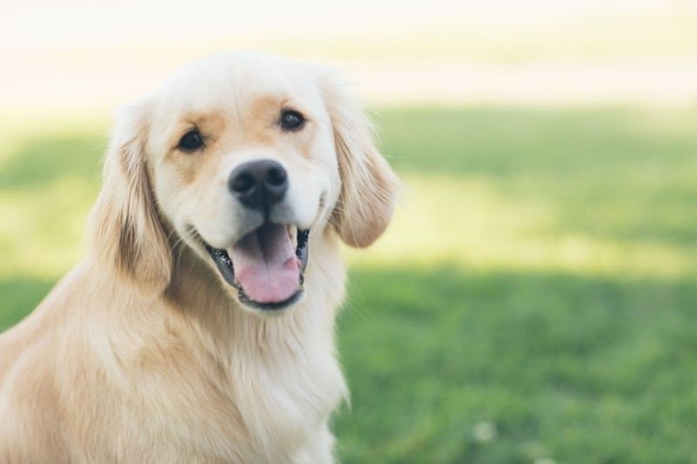 7 Reasons Why Golden Retrievers are the Best