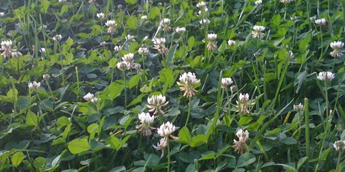 Why clover lawns are better than grass Upworthy