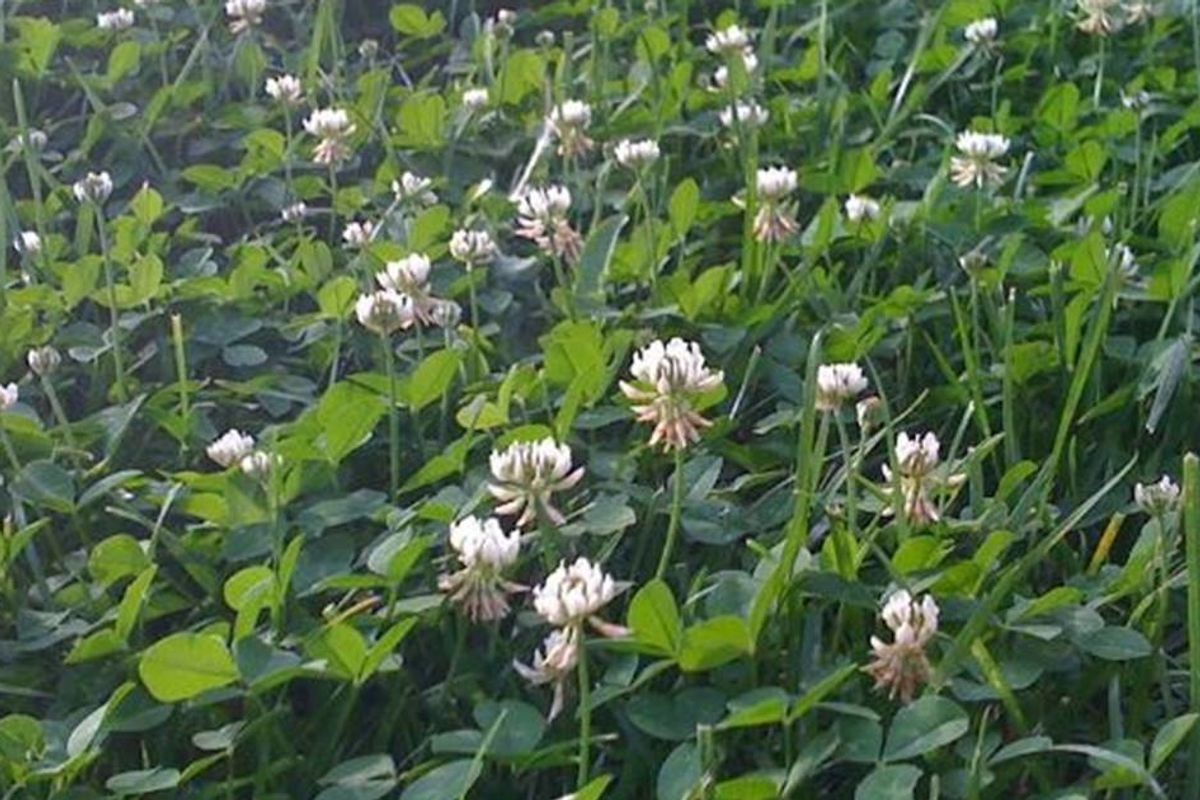 11 reasons why clover makes a much better lawn than grass