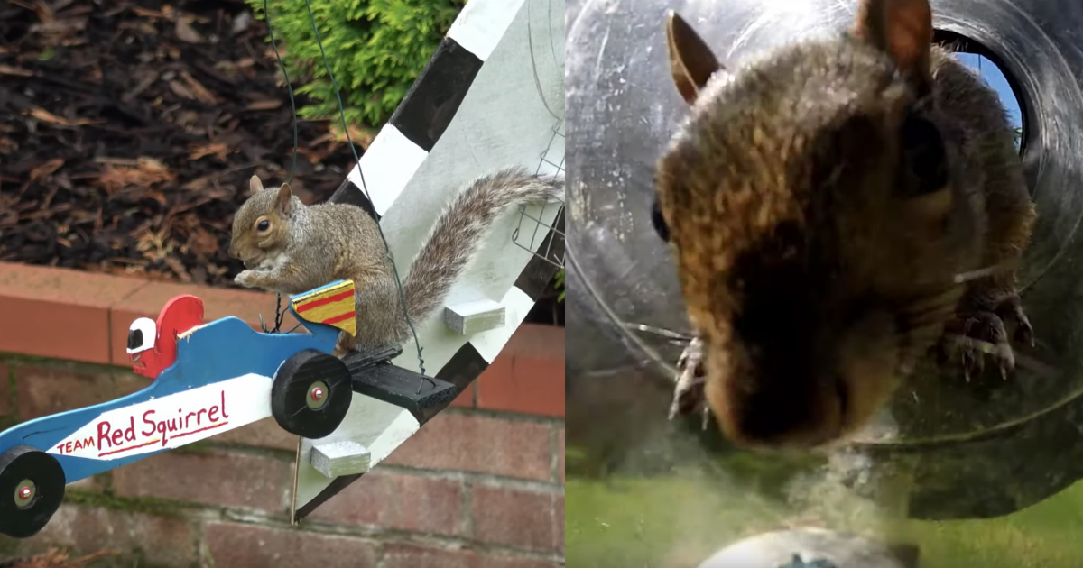 An inventive dad built a Formula 1-themed obstacle course for the squirrels in his garden