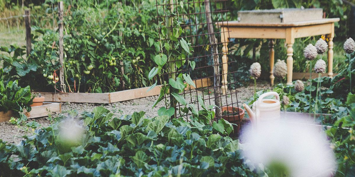 Florida Lifts Ban On Illegal Vegetable Gardens In Yards Good