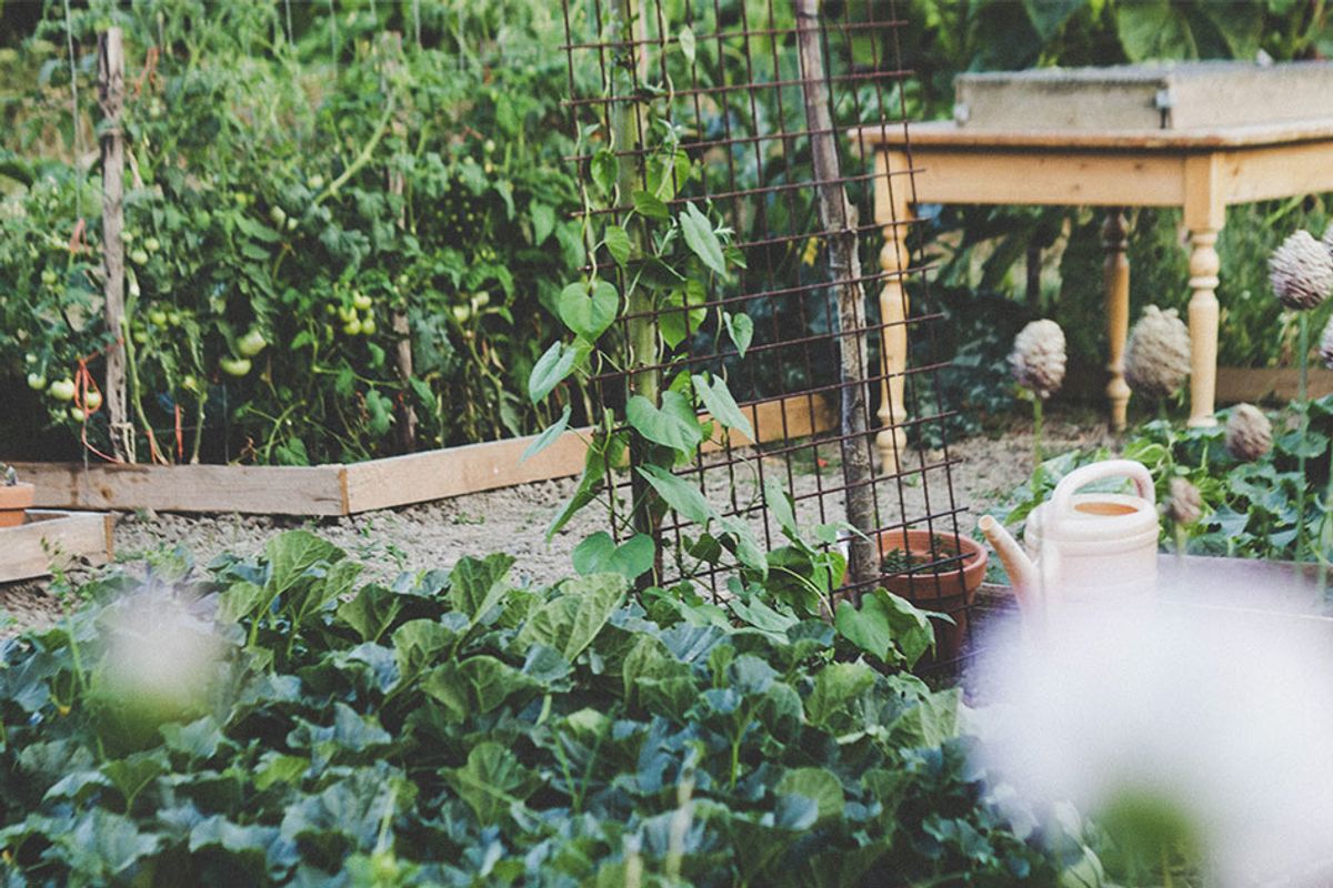 In Florida, it was illegal to have a vegetable garden in your front lawn. This couple fought back and won.