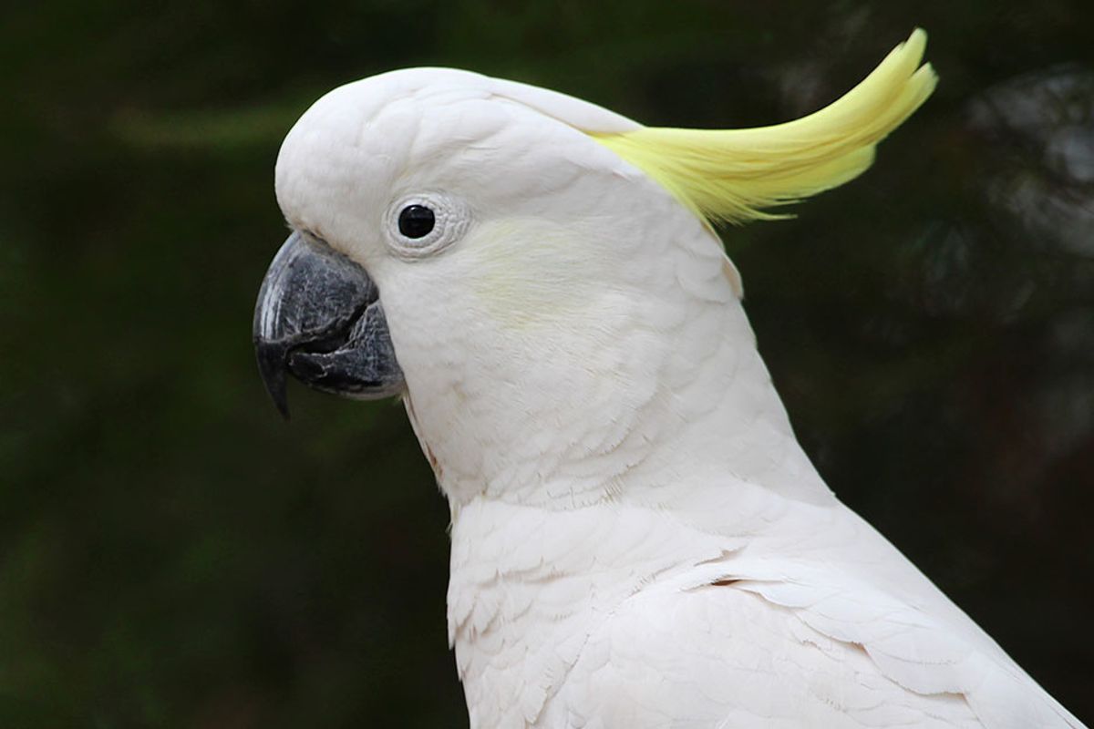 Rule-breaking cockatoo was caught destroying anti-bird spikes