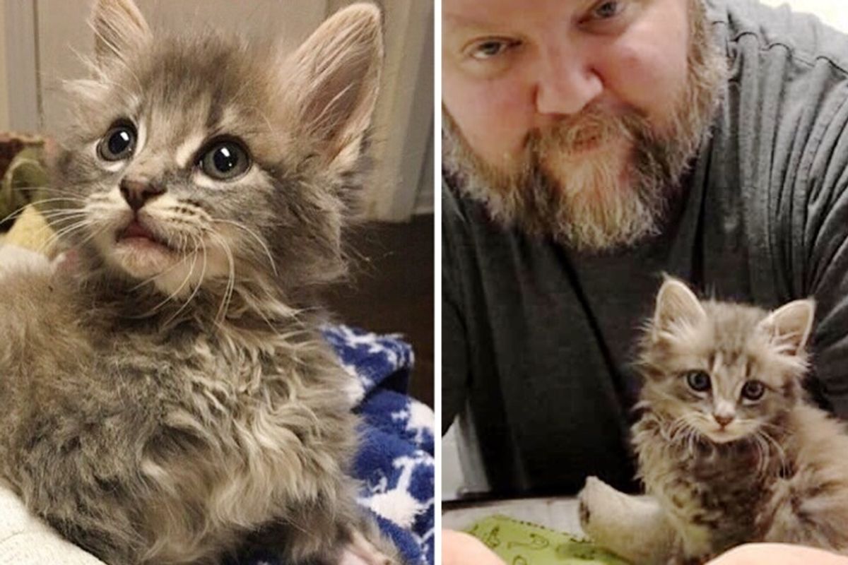 Couple Came to See Kitten with Injured Leg - He Curled Up in Their Arms and Wouldn't Let Go