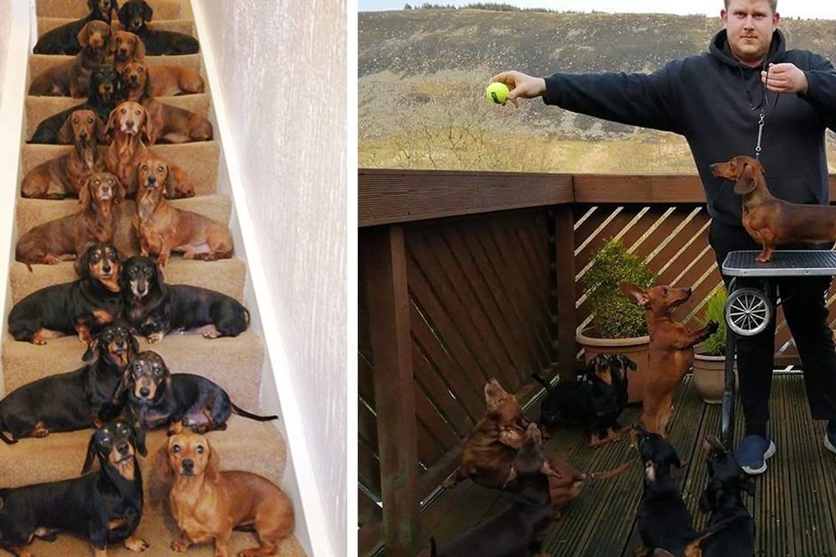 A teenager got the perfect shot of 16 posed dachshunds because a friend bet he couldn’t