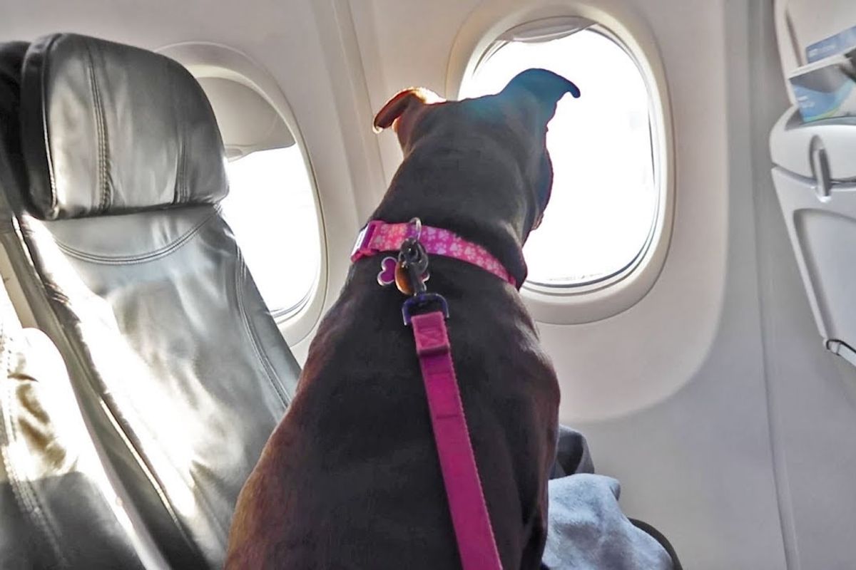 The Department of Transportation says Delta has to let pit bulls fly