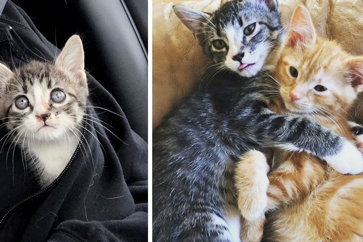 Kitten Who Was Found Alone Inside a Wall, Is So Happy to Have a Friend to Cuddle