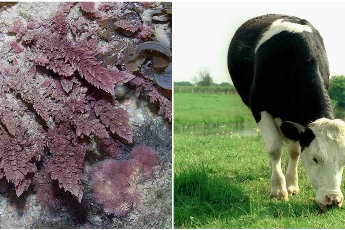 Researchers discovered a pink seaweed that ‘completely knocks out’ greenhouse gasses expelled by cows