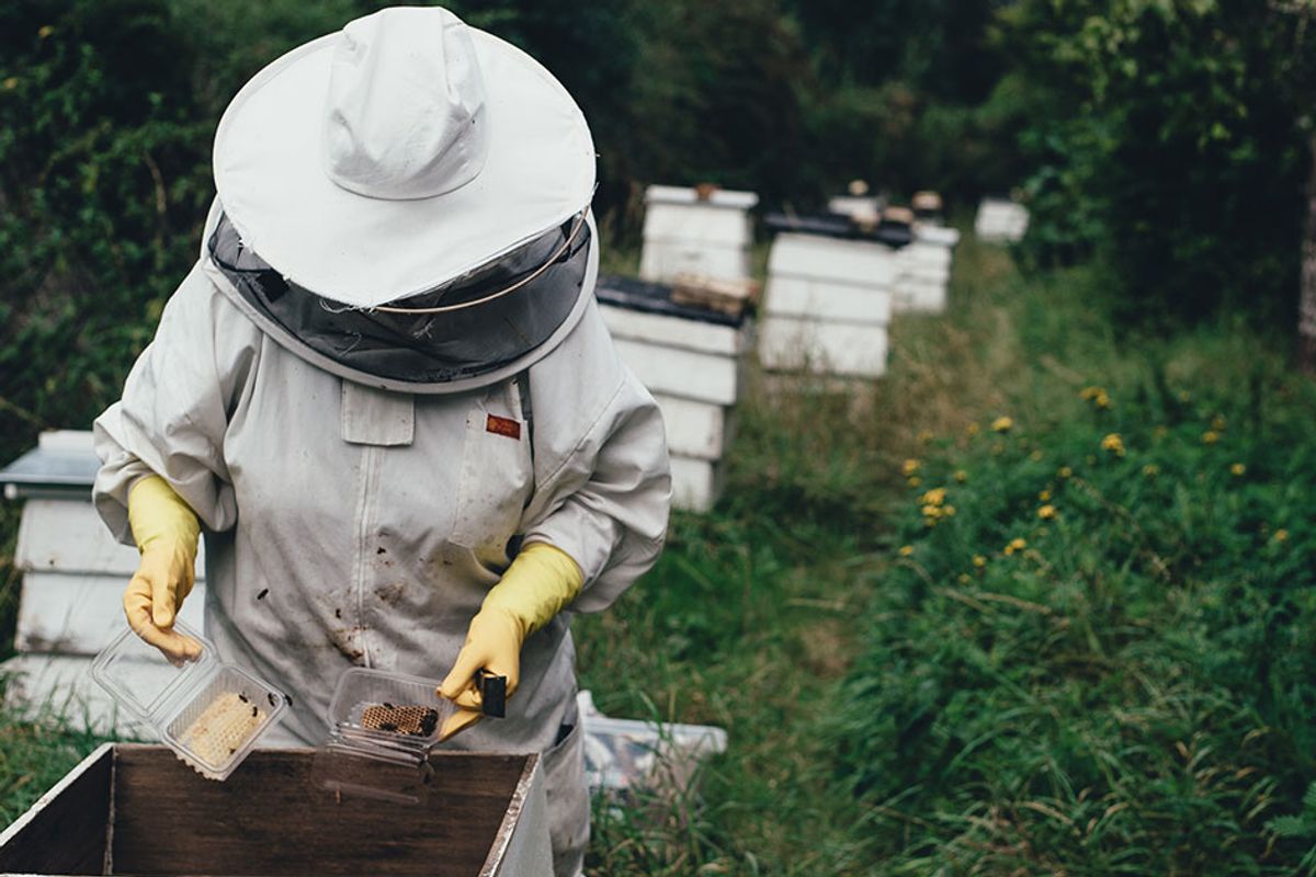 West Virginia coal miners are getting retrained as beekeepers to boost the economy and the environment