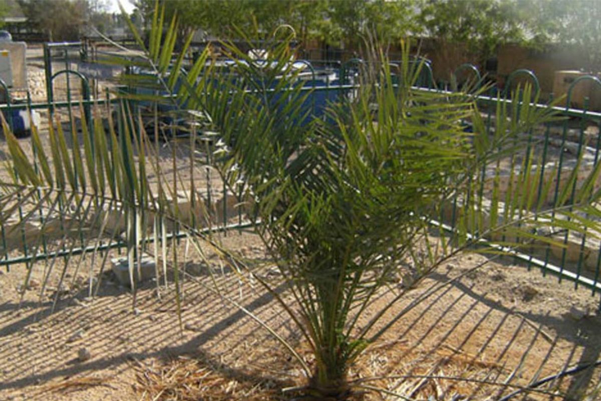 Researchers revived a 2,000-year-old palm from seeds found inside an ancient Judean jar