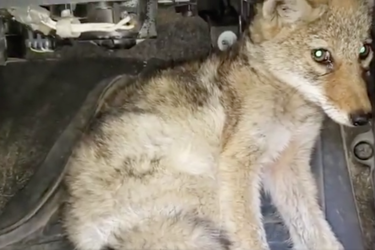 This Is Just A Very Good Video Of A Coyote Pup Getting Rescued By A Chicago Guy Who Swears A Lot