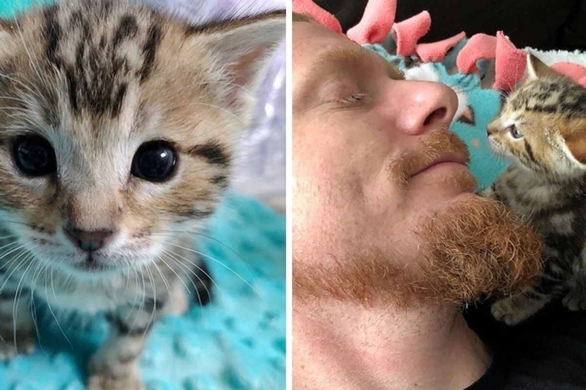 Kitten Found as Orphan, Takes to This Guy and Doesn't Want to Leave