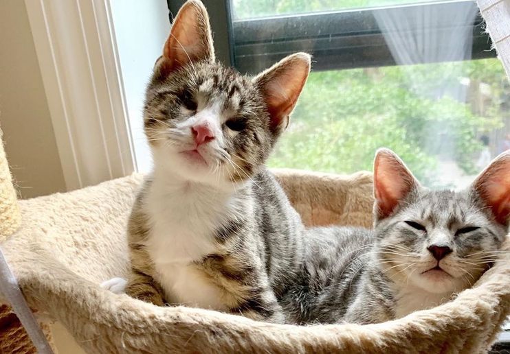 A Blind Kitten Guided by Her BFF Teaches Us How to “Share the Love